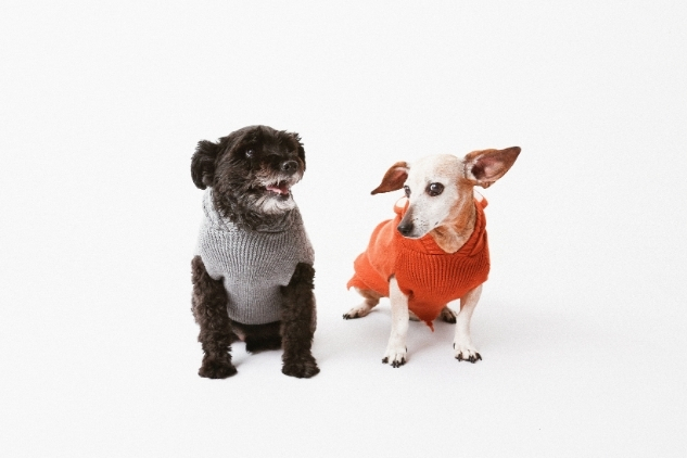 Sesiones Fotográficas para Mascotas